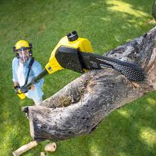 Best Stump Grinding and Removal  in Reynoldsburg, OH